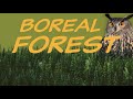 Exploring the Taiga: A Boreal Forest Adventure