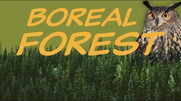 Explore the BOREAL FOREST Biome 🌲 Nature Ecology & Environment