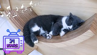 24 HOUR Calming Music for Cats with Anxiety | Sleep Music for Cats | Videos for Cats #189 by Dream Relax My Cat 1,527 views 10 days ago 24 hours