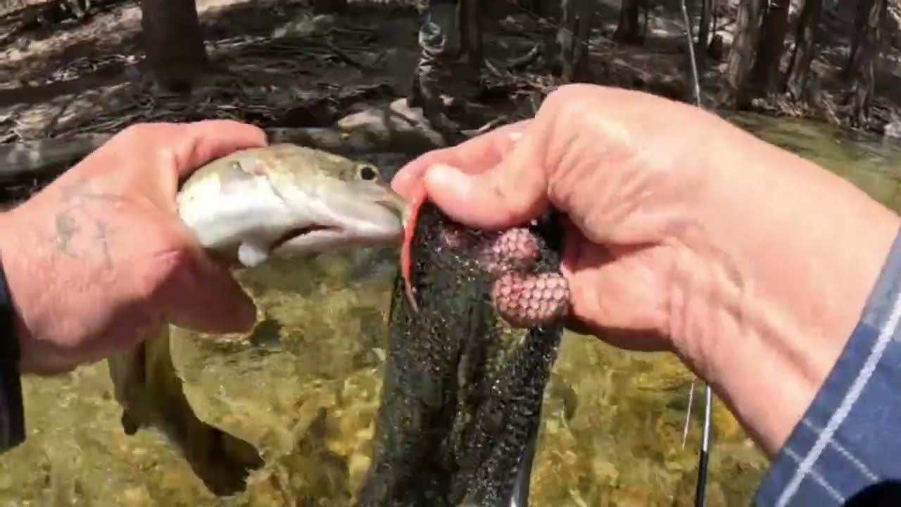 Eastern Sierra Opener 2025 Robinsons Creek Fishmas Fish Fest at Twin Lakes Bridgeport Area