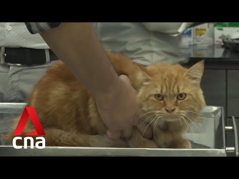 Video: Overcrowded Chicago Shelter lähettää ylivuodon eläimet PetSmart PetsHotelille
