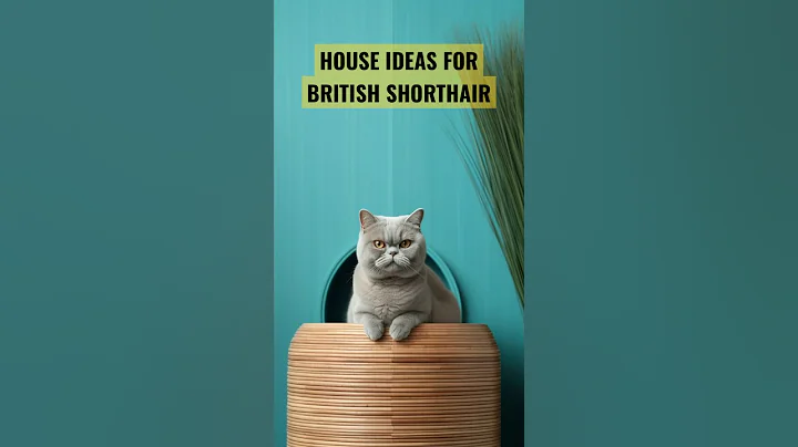 Watch the video about BRITISH SHORTHAIR HOUSE IDEA | BLUE #cat #kitten #shorts #viral #homedesign #home #house #cathouse