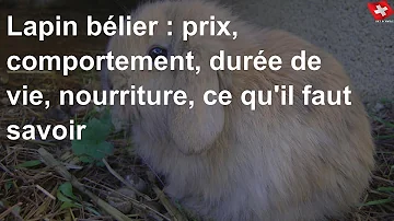 Quelle est l'espérance de vie d'un lapin nain bélier ?