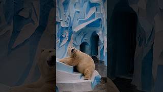 O Urso GROLLAR Aberração ou Beleza da Natureza!? 🐻🐻‍❄️#curiosidades #animals #mundoanimal #shorts