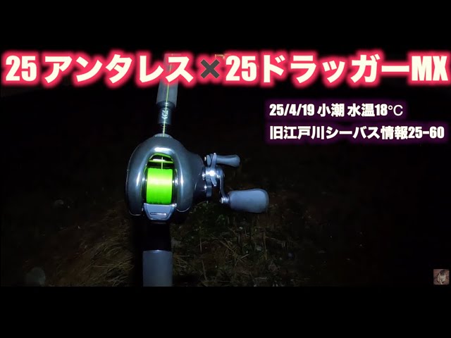 25 Antares and 25 Dragger MX103mb] Old Edogawa Sea Bass Chinning