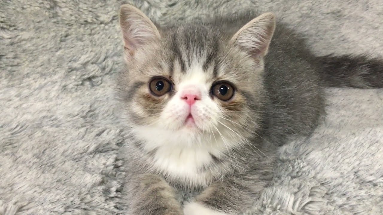 21 エキゾチックショートヘア 仮 マウイくん ワクチン接種しました オーナー様募集中です Youtube