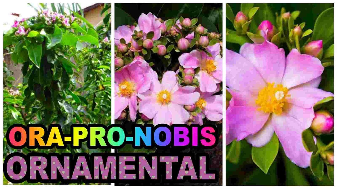 👉 COMO PLANTAR ORAPRONOBIS ARBÓRIA DE FLOR ROSA🌸 - Pereskia Grandifolia  Haw. 🌱 #SítioDaEdileuza - thptnganamst.edu.vn