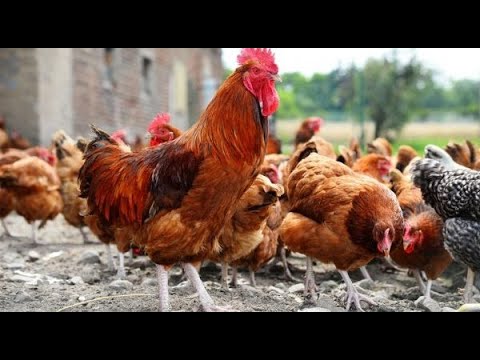 Video: Cara Memelihara Ayam