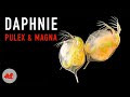 Daphnie pulex et magna