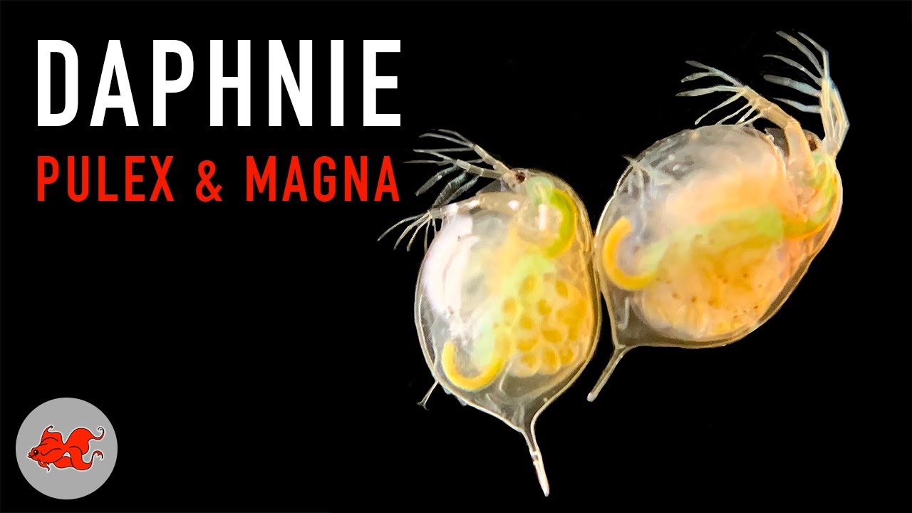 Daphnie pulex et magna