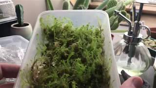 How to grow sphagnum moss uk great results