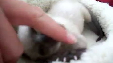 Video 1706691: cutest siamese kitten
