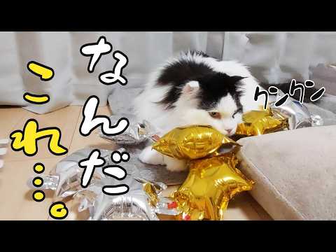 風船に寄ってくる猫たち、喜んでくれるかと思いきや…警戒モードに突入してしまいました。