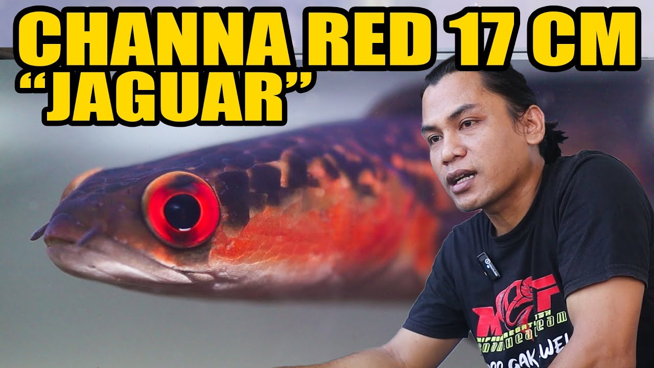 KALIAN NILAI SENDIRI KUALITAS JAGUAR RED MARU 17 CM