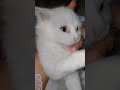 Kitten playing 😺😍 #viral #cat #kitten