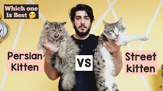 Persian Cat vs Street Cat  | Major Difference between Street Cat & Persian Cat | Comparison