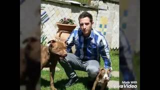 American Pitbull Red Nose Adba