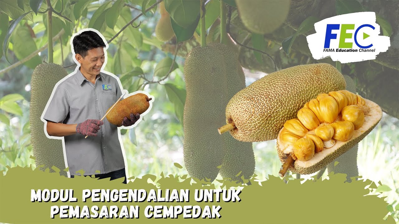 PENGENDALIAN UNTUK PEMASARAN CEMPEDAK