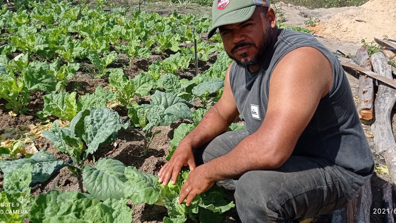 Como ACABAR com a TRAÇA DO COUVE | Traças nas crucíferas - YouTube