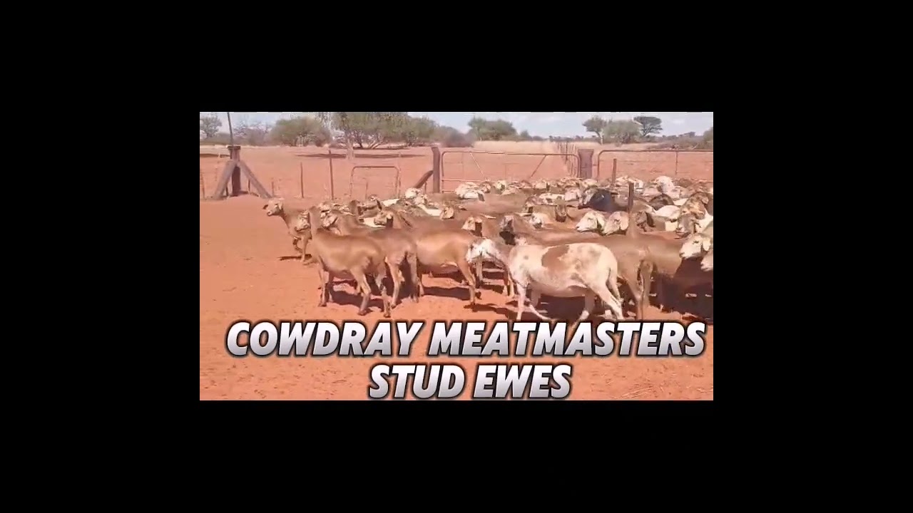 Meatmaster Stud Ewes - Cowdray Farming 