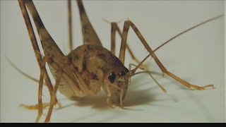 Sprickets Spricket Spider