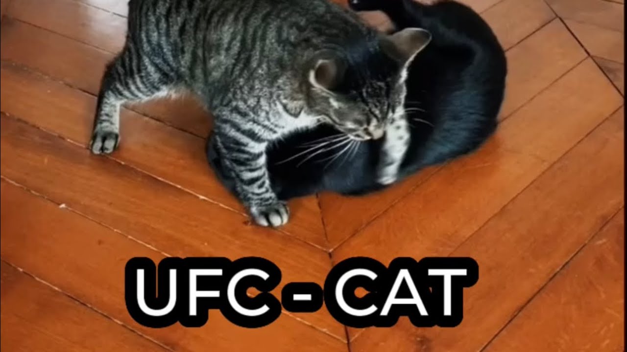 🥊 UFC CAT - YouTube