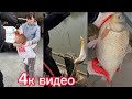 Огромные КАРАСИ  по 4кг на подъёмник САЗАН на 6кг И ВСЯКОЙ ДРУГОЙ РЫБЫ 🐟. перезалив.