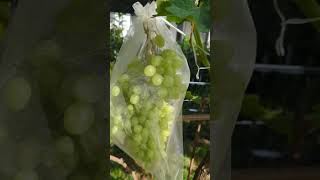 Zimus 2025 Seedless Grapes Tafeltrauben Uvas