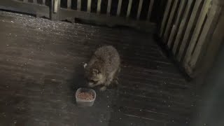 Sunday Night two raccoons