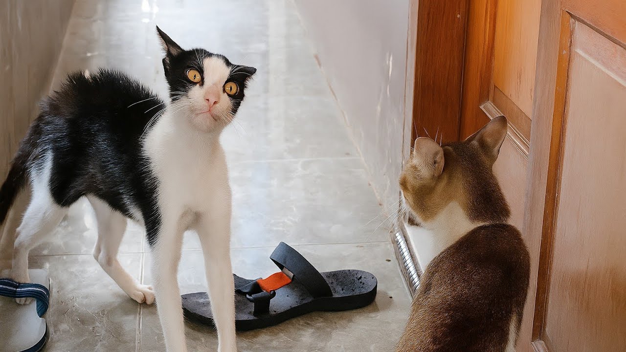 Cats in Chaos 😹 | The Funniest Cat Reactions Ever!  