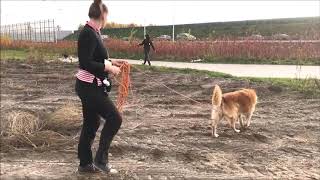 Jak ćwiczyć z psem mającym problem z relacjami z innymi psami