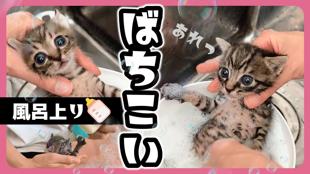 子猫のシャンプー＆風呂上がりのミルクは最高過ぎて放心状態になる【保護猫生活】