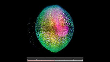 Zebrafish development