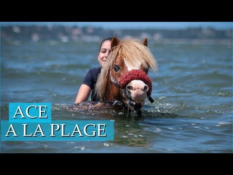 PREMIÈRE PLAGE POUR ACE - Découverte