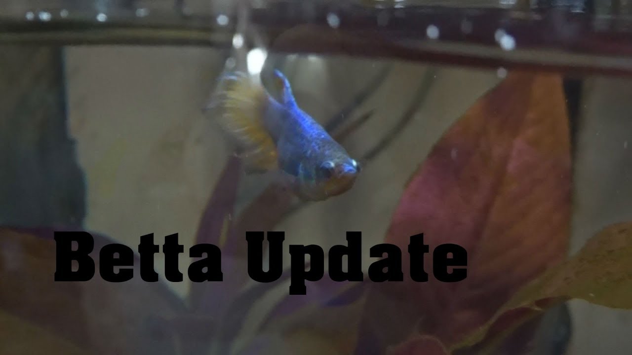gallone Betta girls update