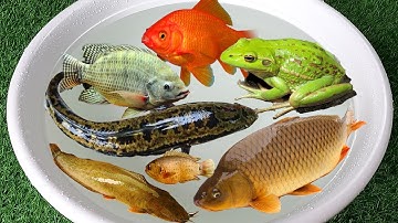 Các Loại Cá - Cá Chép - Cá Trê - Cá Nheo - Cá Rô Phi - Cá Vàng