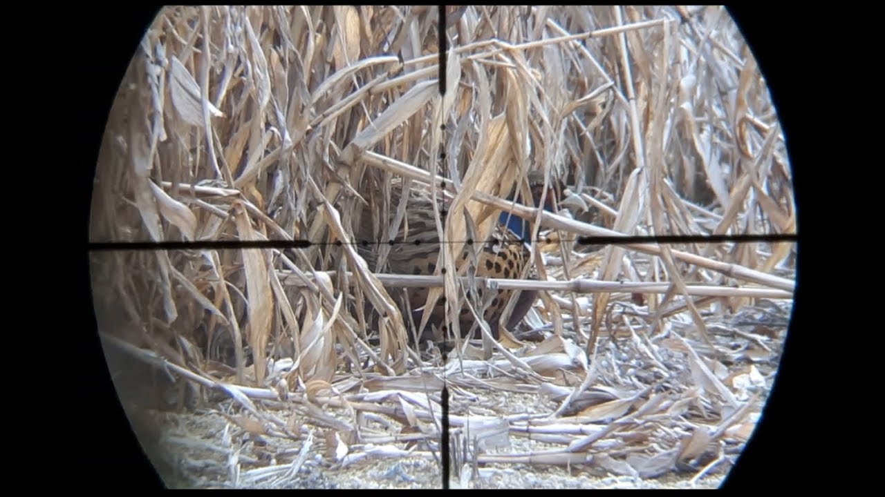 꿩 사냥 공기총 수렵 원주5 air rifle pheasant hunting YouTube