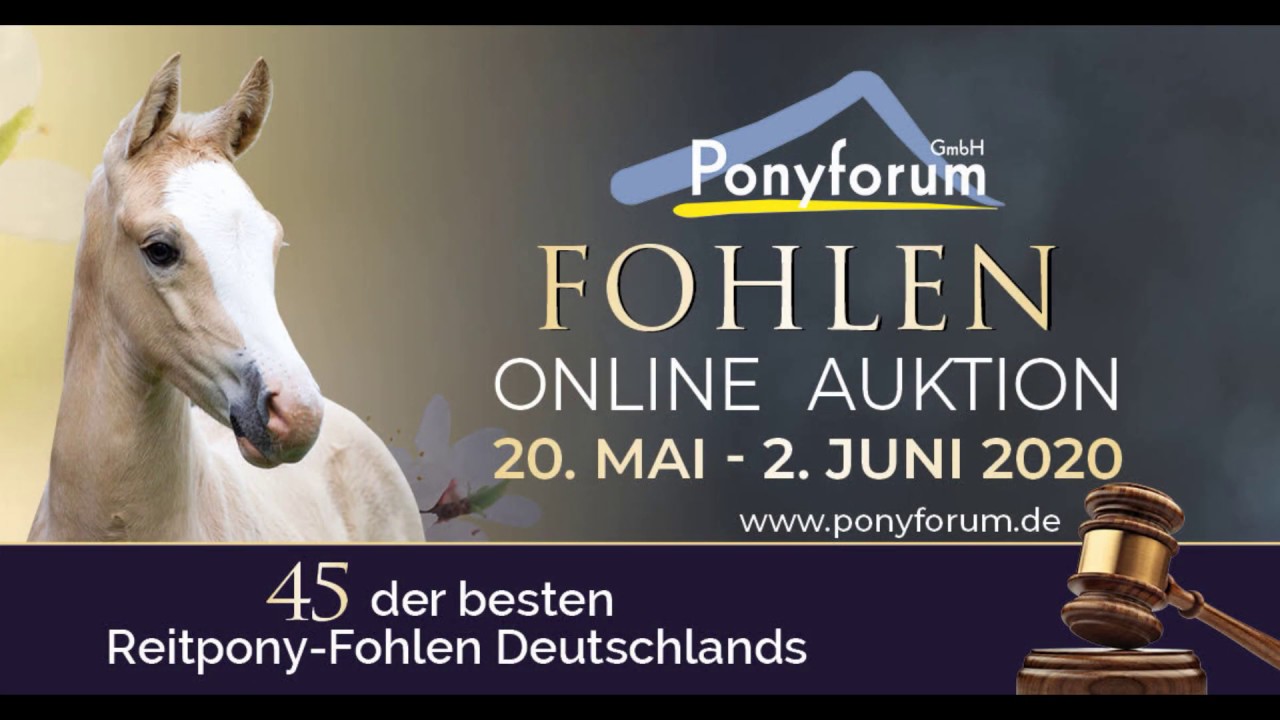 DER KLEINE BRUDER HF v. Diamond Touch NRW -  Rocky Twist