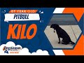 7 Yr. Old Pitbull (Kilo) | Best Dog Trainers in Fredericksburg | Fredericksburg Dog Training