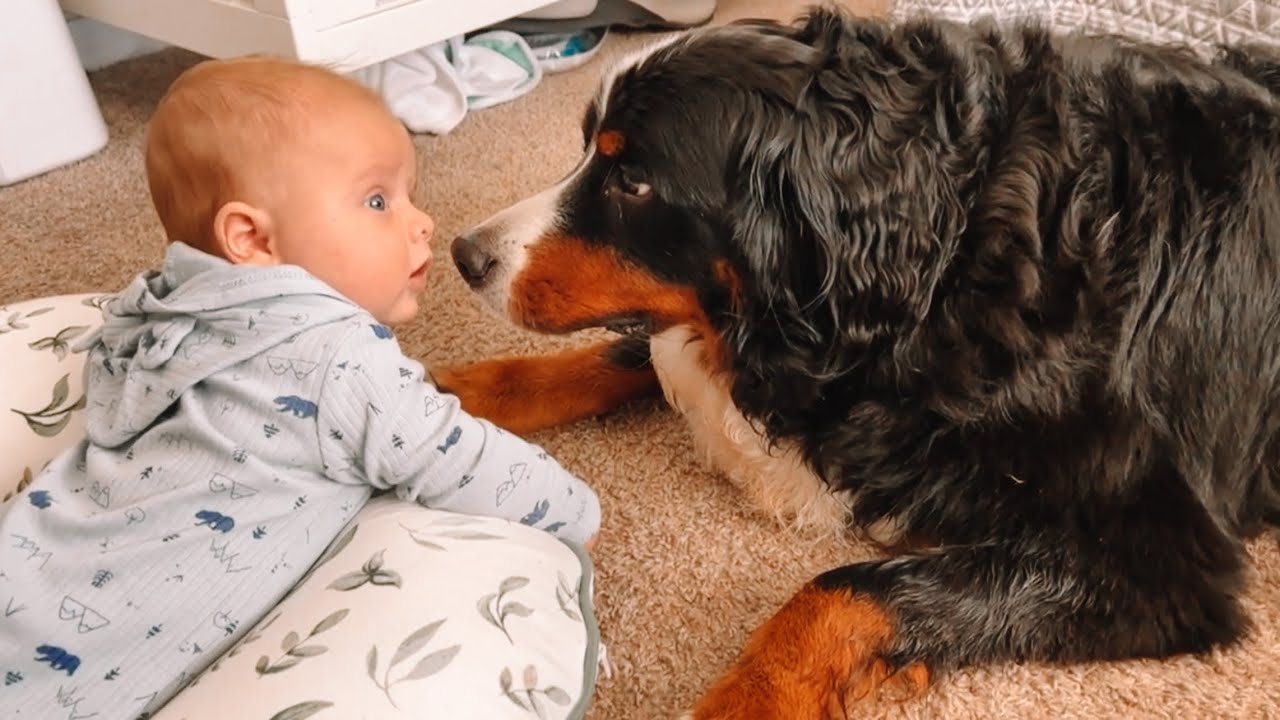 Dogs Week Taking Care Of A Baby - YouTube