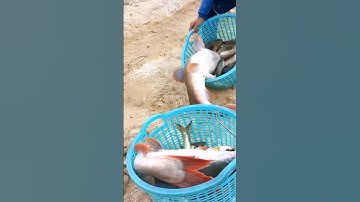 #Shorts Gặp cá lăng đuôi đỏ khủng.