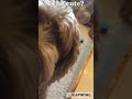 Happy dog#cute#awesome #dog
