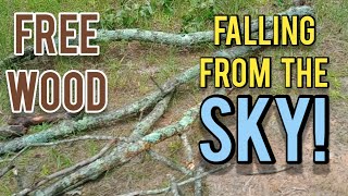 Free Wood Falling From the Sky | And Other Homesteading Stuff - Ann's Tiny Life