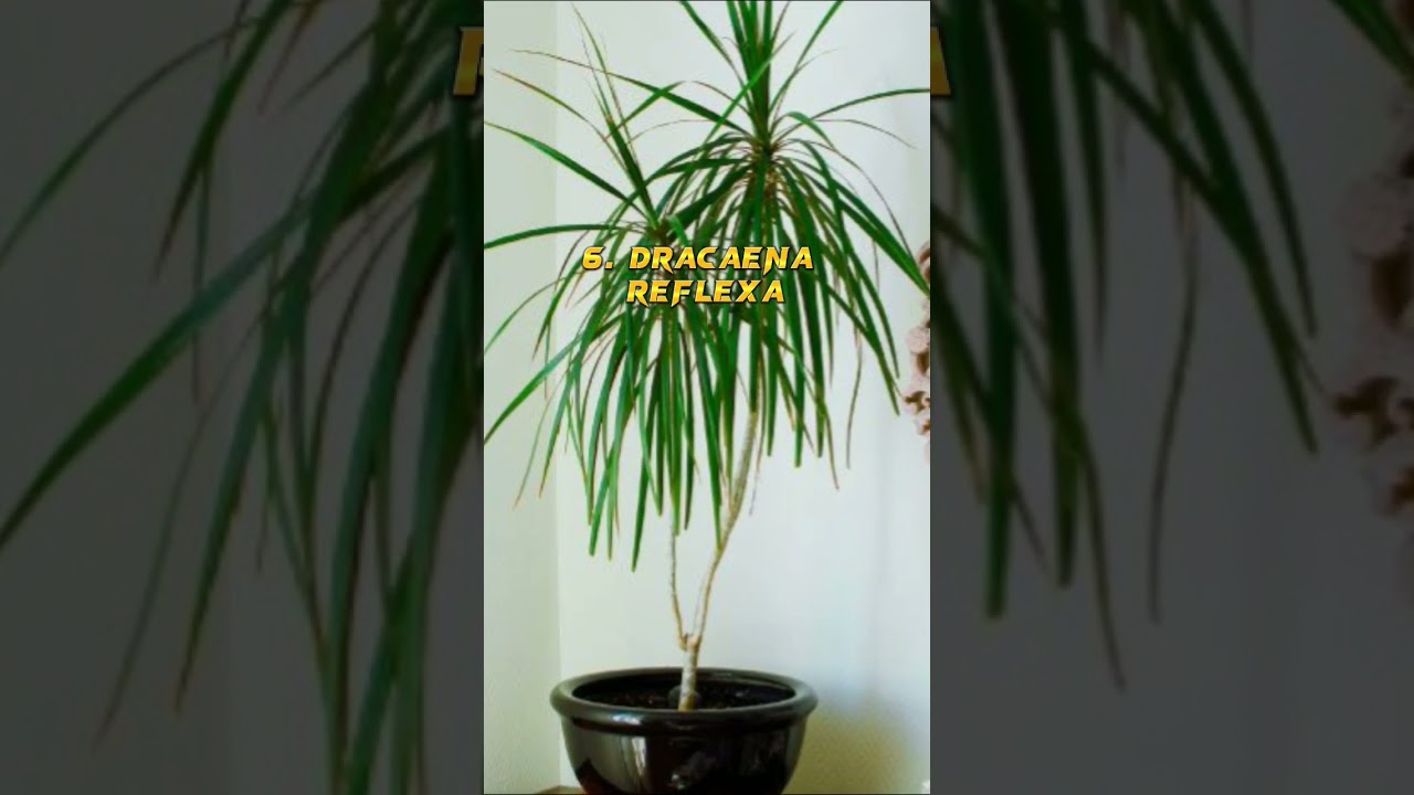 Top10 indoor plants easy to grow in house 