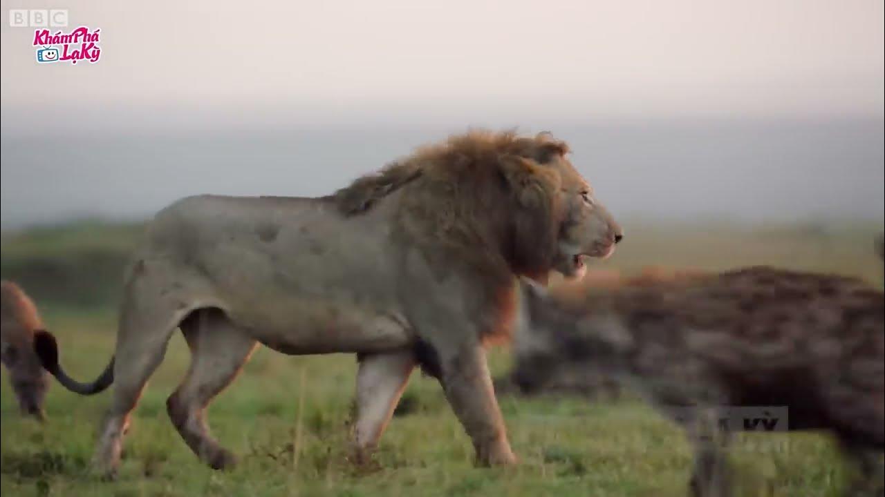 Сумасшедшая Атака Льва на Буйвола! Схватки Льва Против Буйвола YouTube
