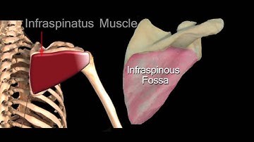 Funky Anatomy EXAM QUESTIONS Scapula