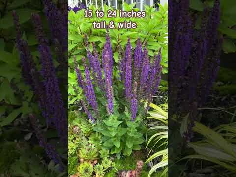 Meadow Sage (Salvia