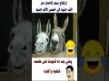 يالهوى يالهوى هما كمان غلوة 