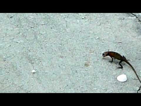 Chamäleon Lizard Feeding Thailand
