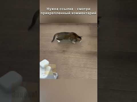 Робот няня для питомцев
